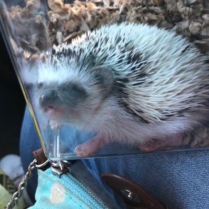 Meet your Posher, Lorra